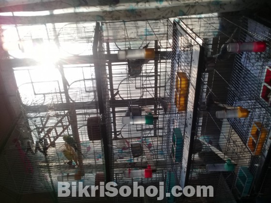 18*36 khacha,Budgies & Dimond dove